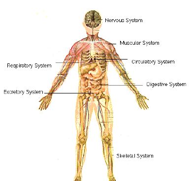 body organ functions